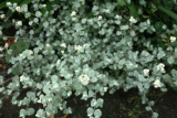 Helichrysum petiolare RCP7-2013 50.JPG